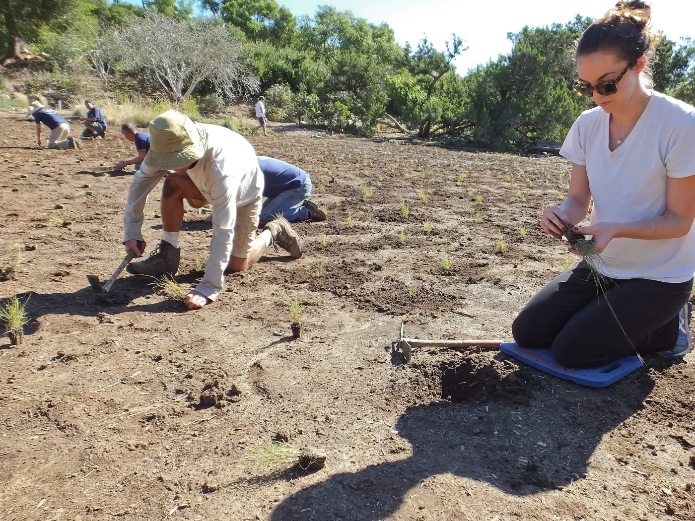 Meadow Revival Project, Blue Gramma Plug Planting, Volunteers from Hofmann Architecture