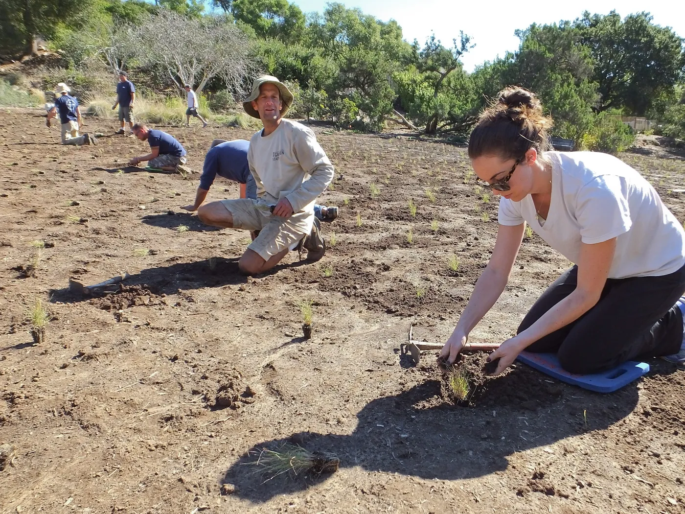 Meadow Revival Project, Blue Gramma Plug Planting, Volunteers from Hofmann Architecture
