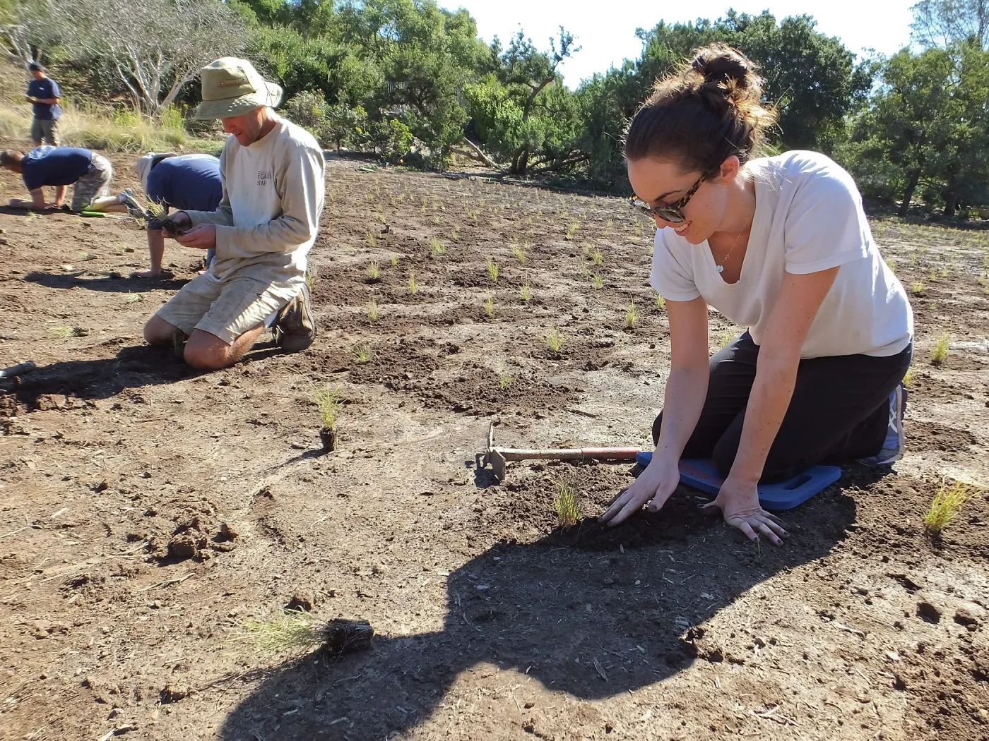 Meadow Revival Project, Blue Gramma Plug Planting, Volunteers from Hofmann Architecture