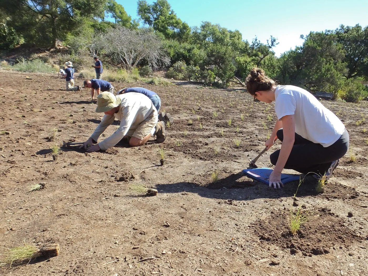 Meadow Revival Project, Blue Gramma Plug Planting, Volunteers from Hofmann Architecture