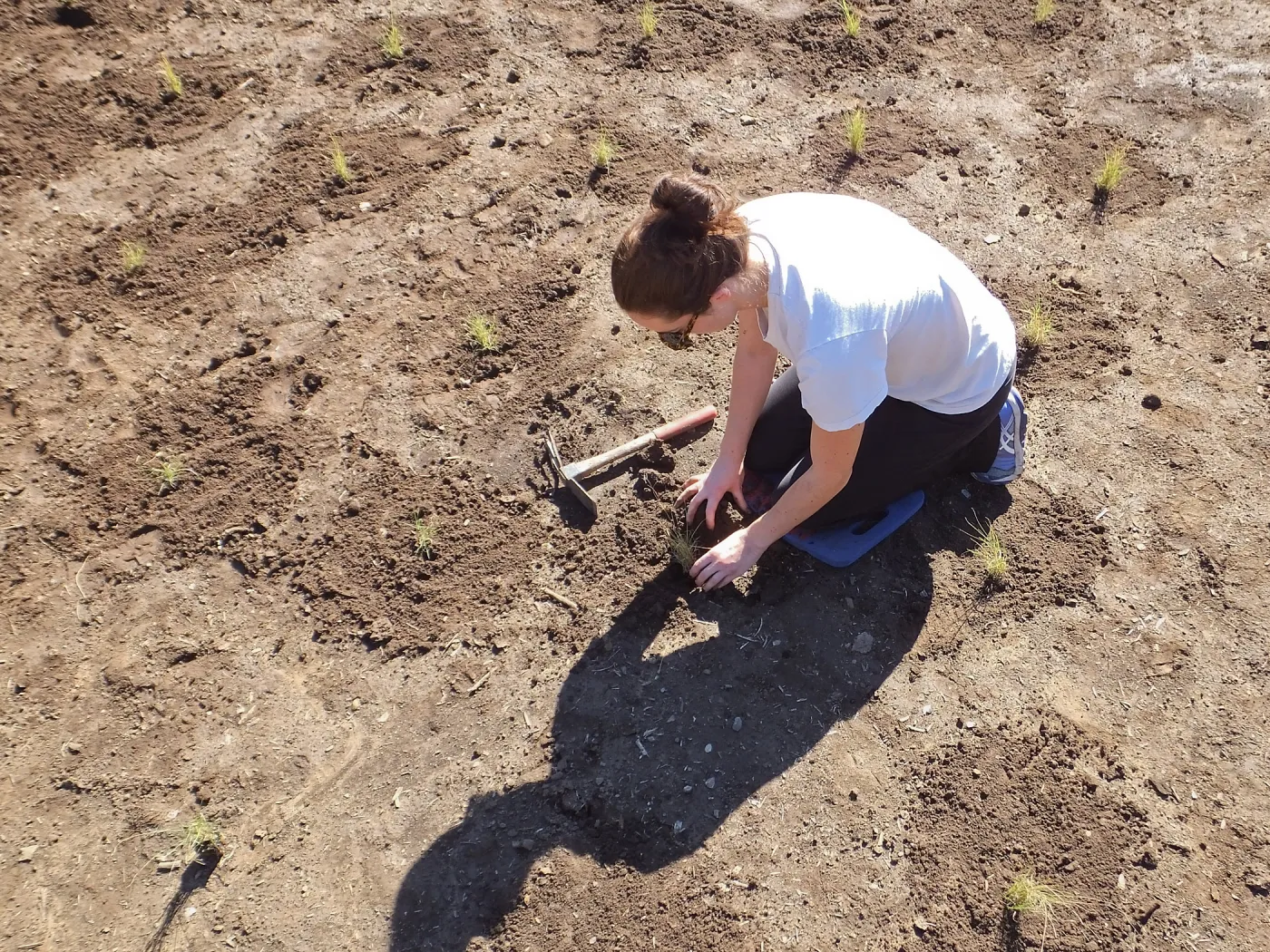 Meadow Revival Project, Blue Gramma Plug Planting, Volunteers from Hofmann Architecture