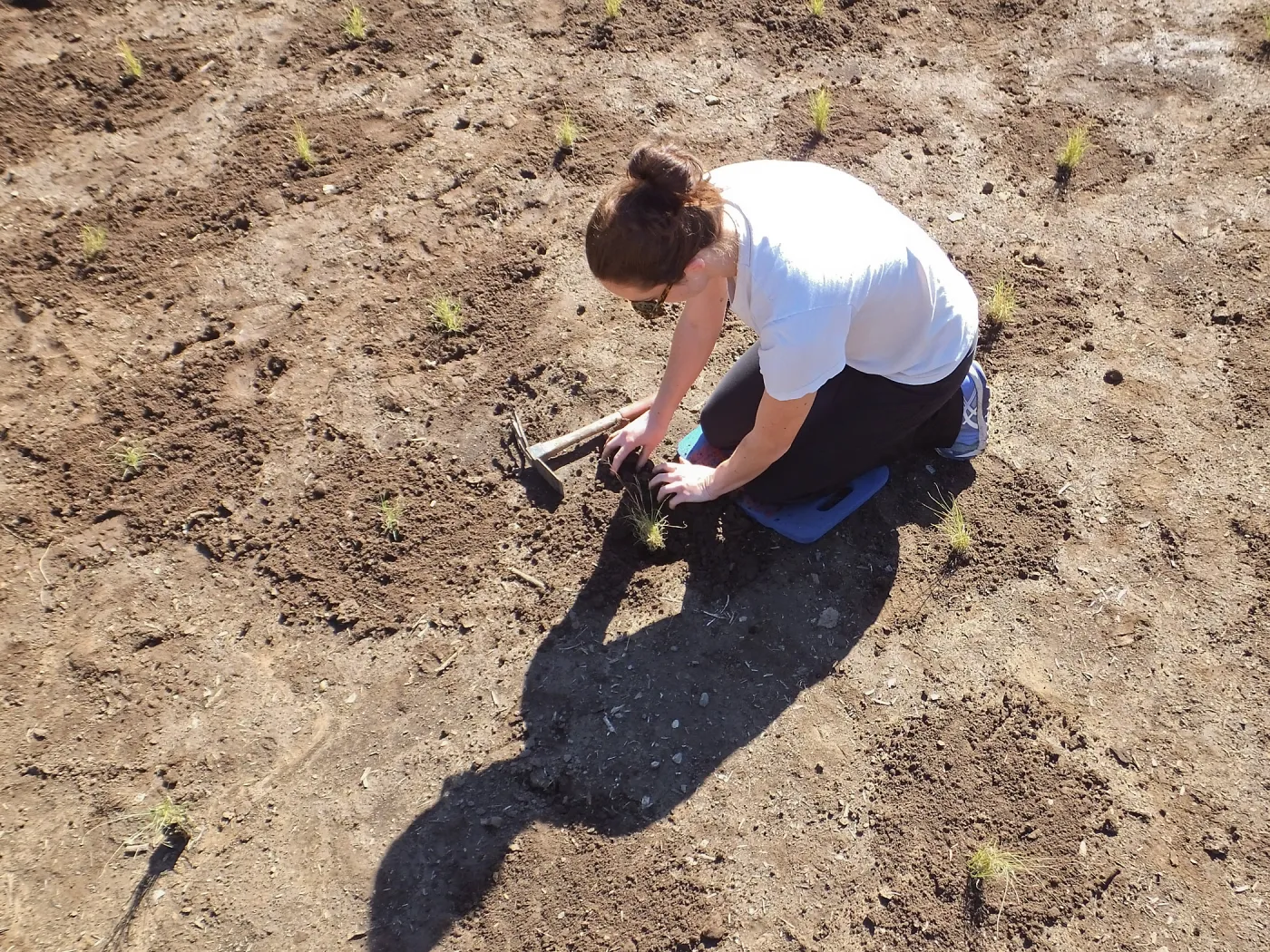 Meadow Revival Project, Blue Gramma Plug Planting, Volunteers from Hofmann Architecture