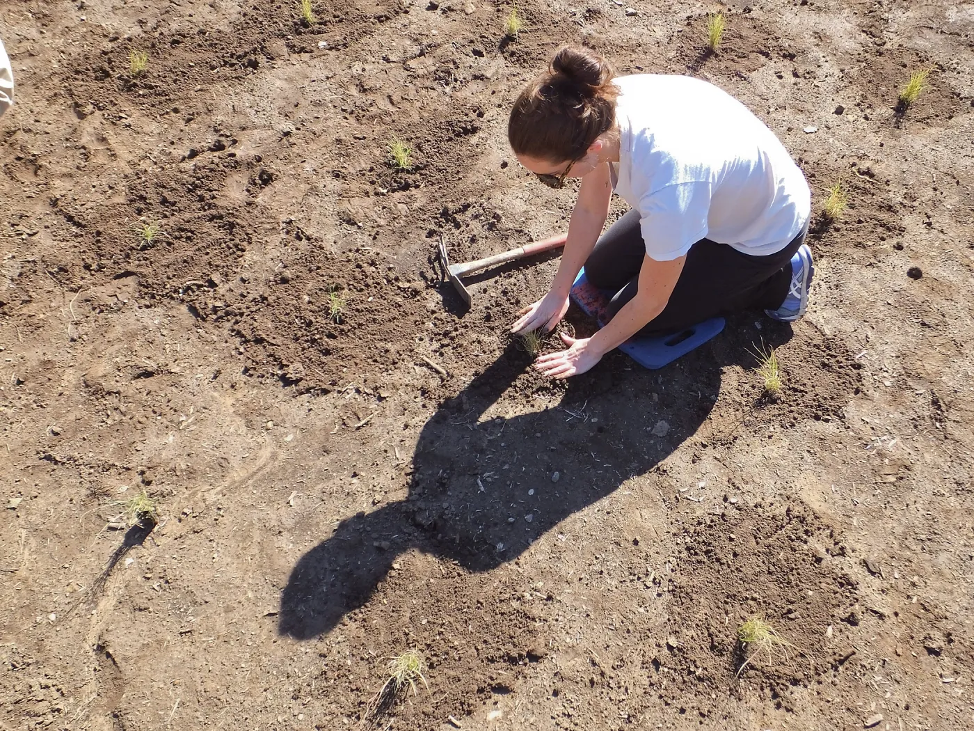 Meadow Revival Project, Blue Gramma Plug Planting, Volunteers from Hofmann Architecture