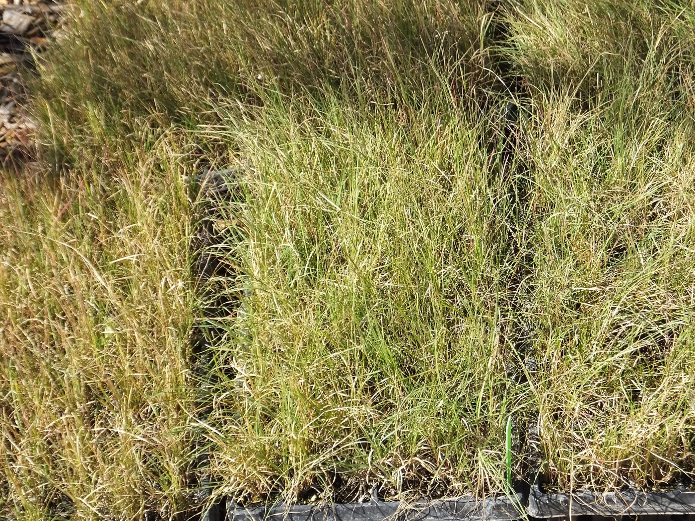 Meadow Revival Project, Blue Gramma Plug Planting,Plug Trays