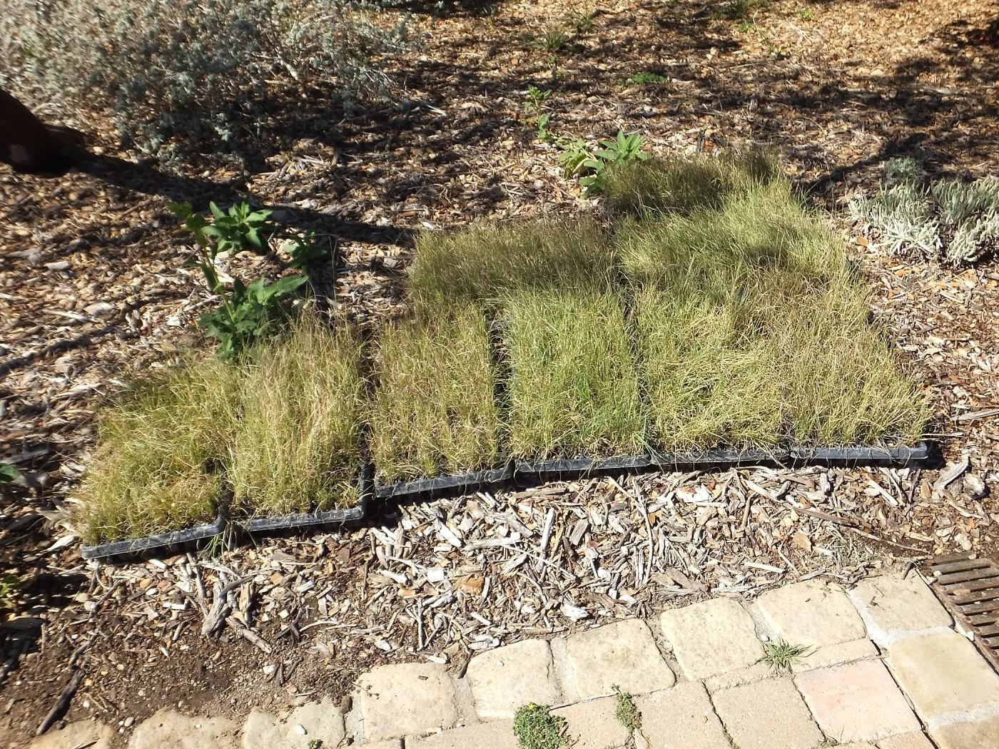 Meadow Revival Project, Blue Gramma Plug Planting, Plug Trays