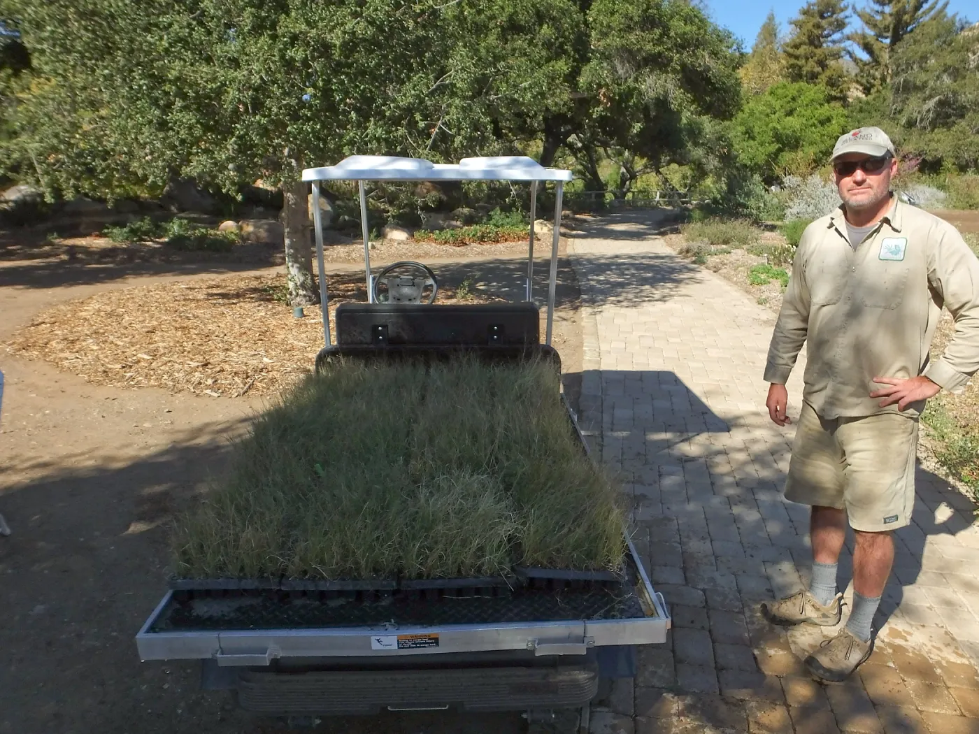 Meadow Revival Project, Blue Gramma Plug Planting