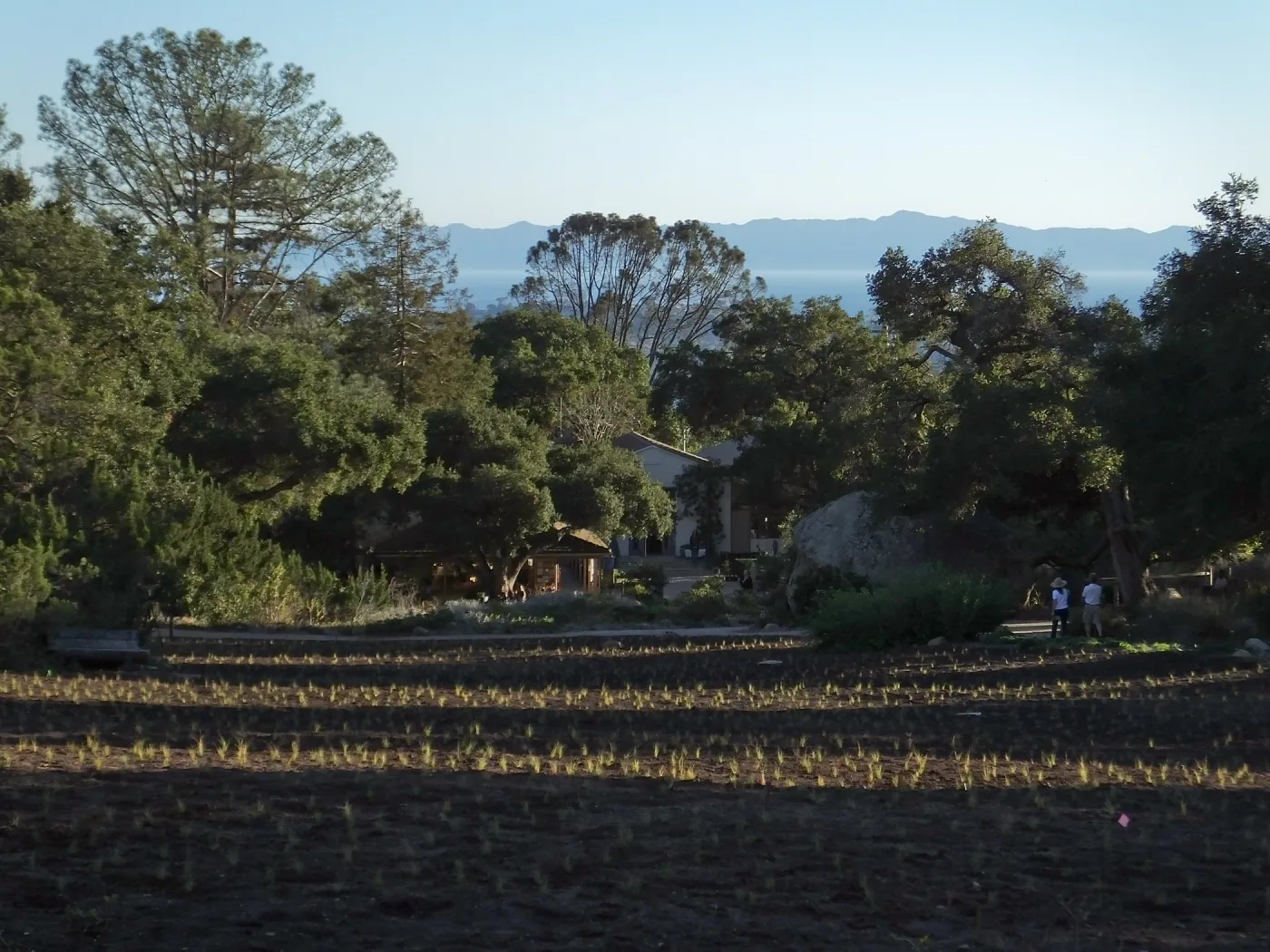 Meadow Revival Project, Blue Gramma Plug Planting