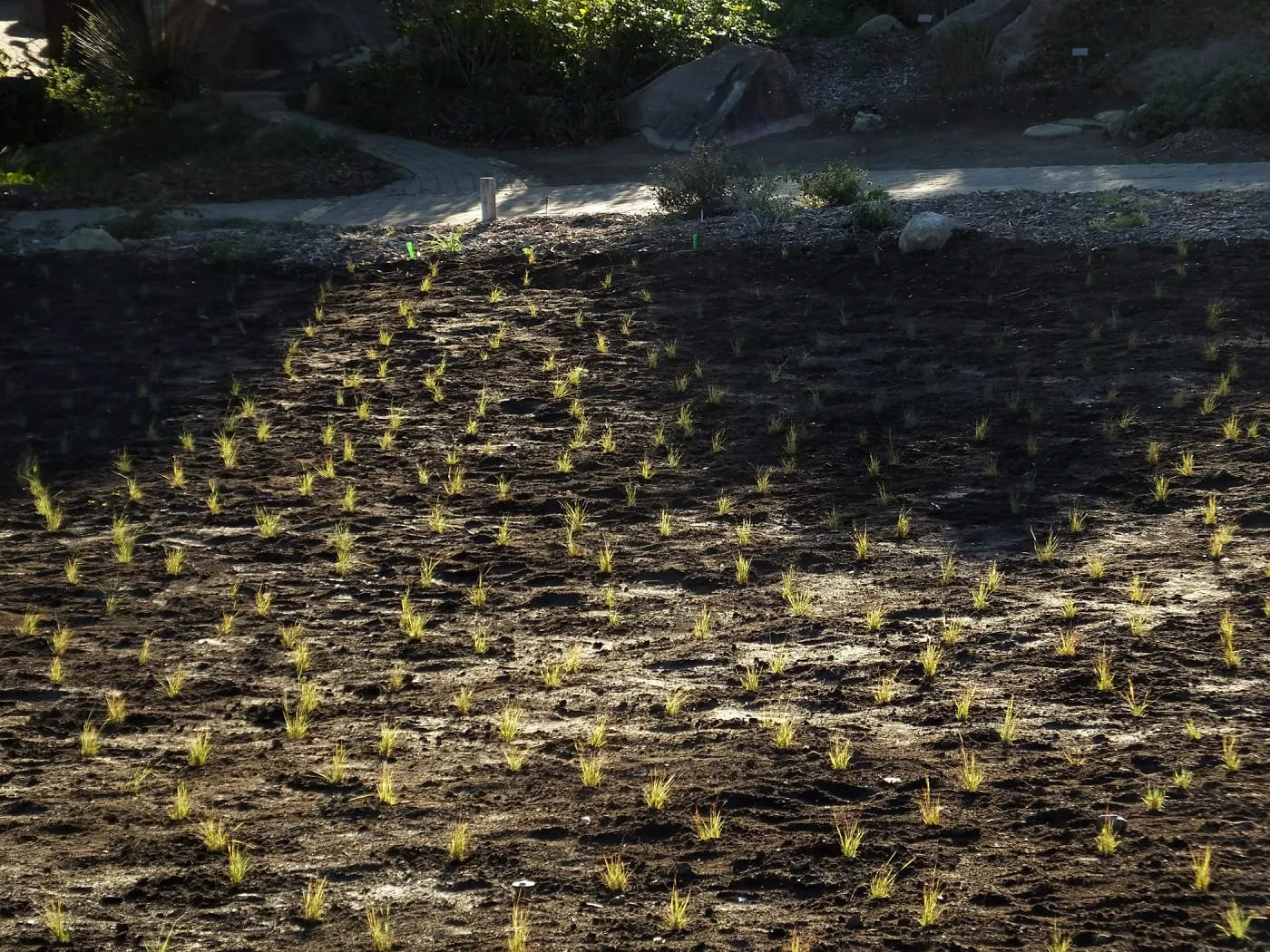 Meadow Revival Project, Blue Gramma Plug Planting