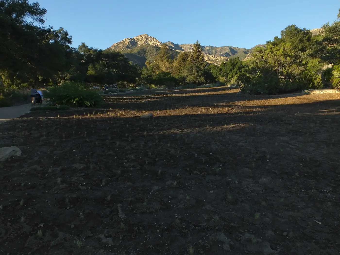 Meadow Revival Project, Blue Gramma Plug Planting