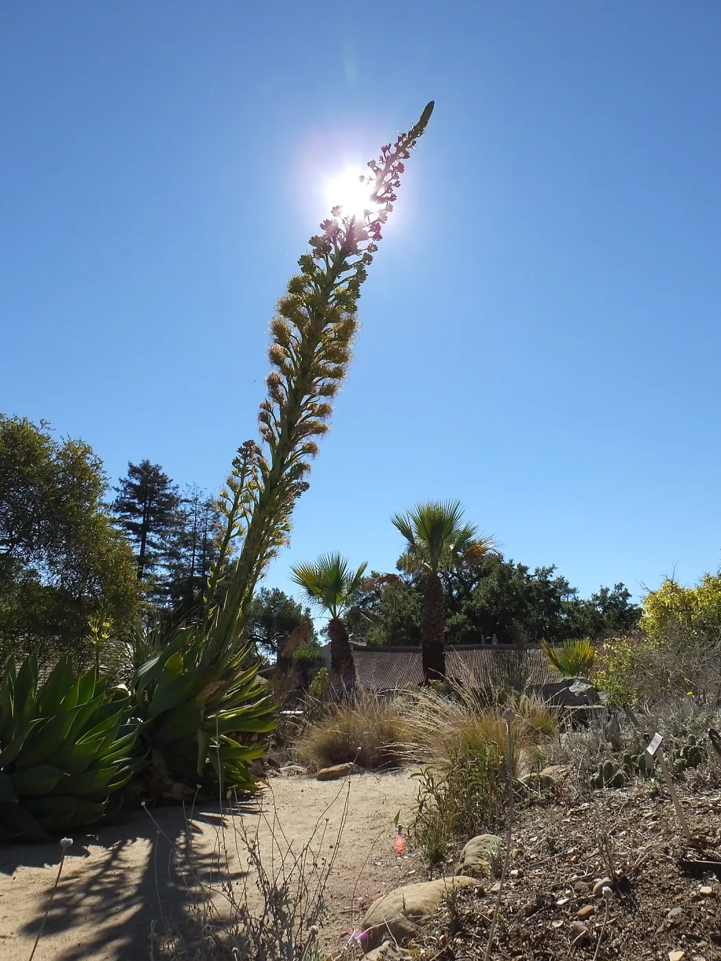 Agave David Verity