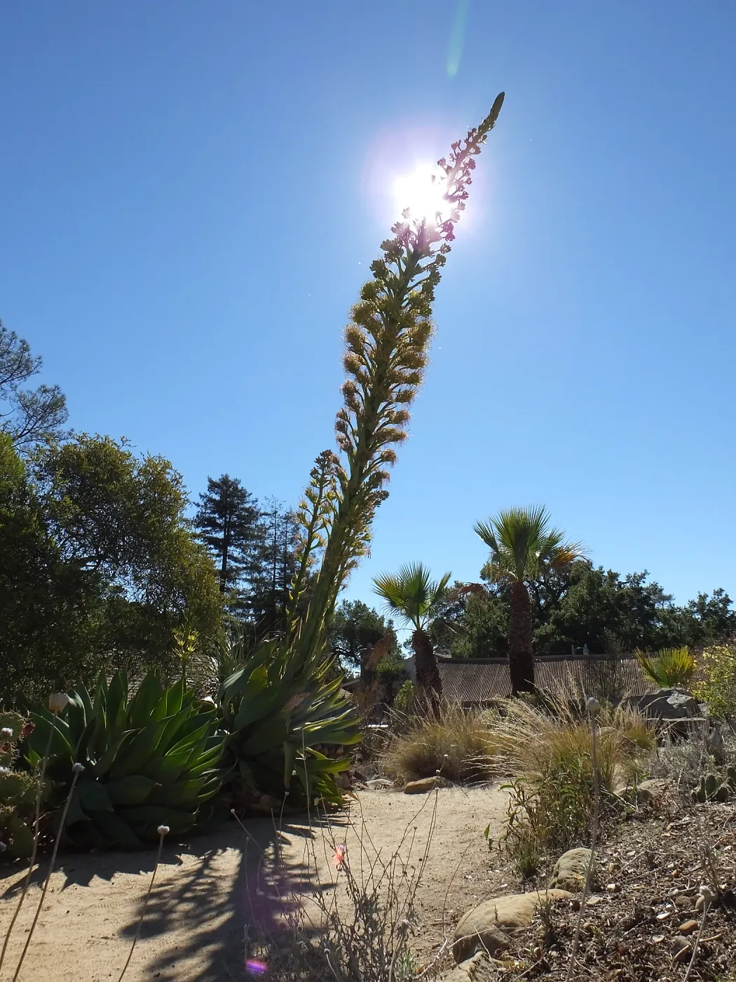 Agave David Verity