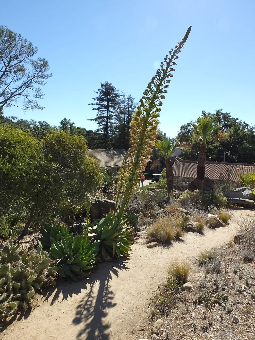 Agave David Verity