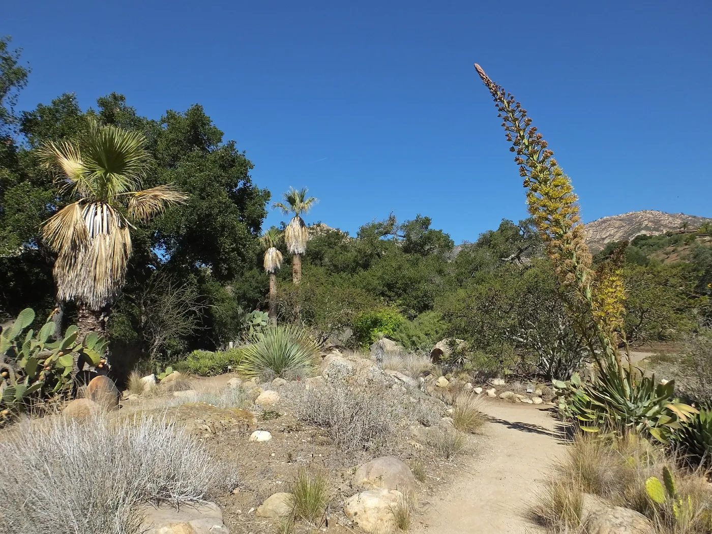 Desert Section