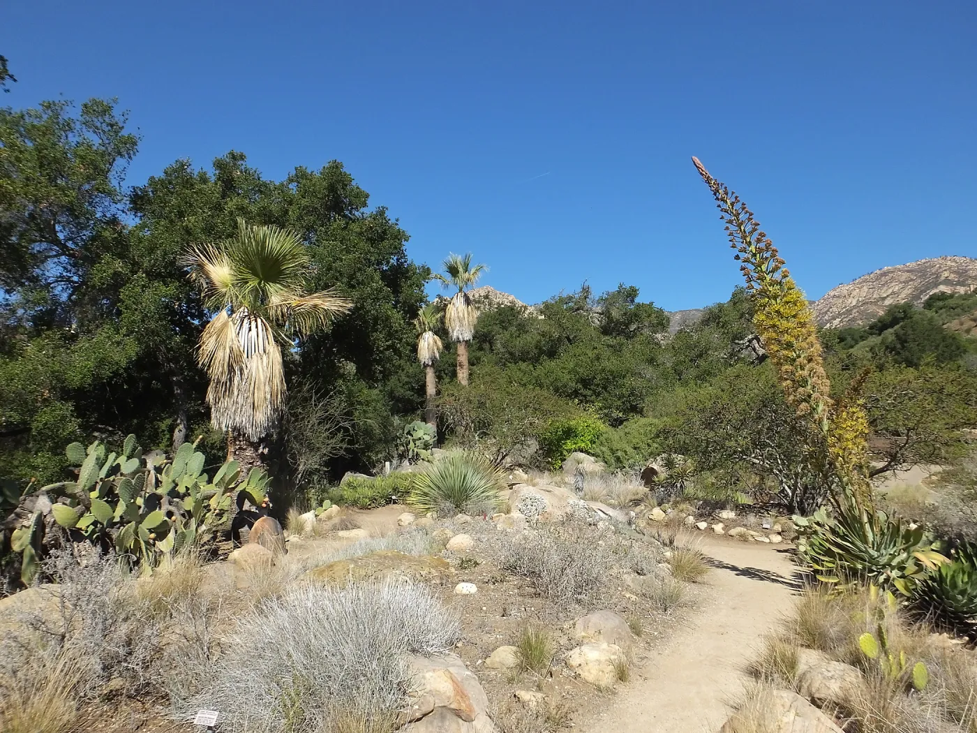 Desert Section