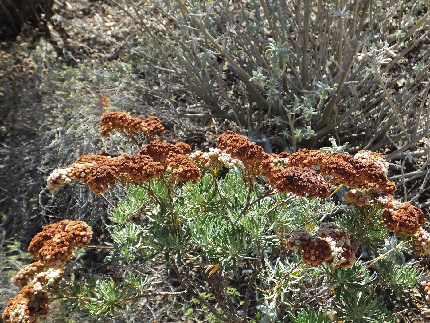 Santa Cruz Island Buckwheat