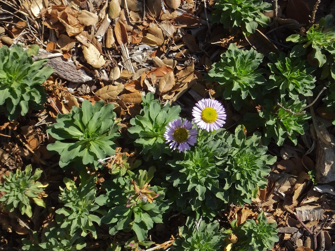 Seaside Daisy