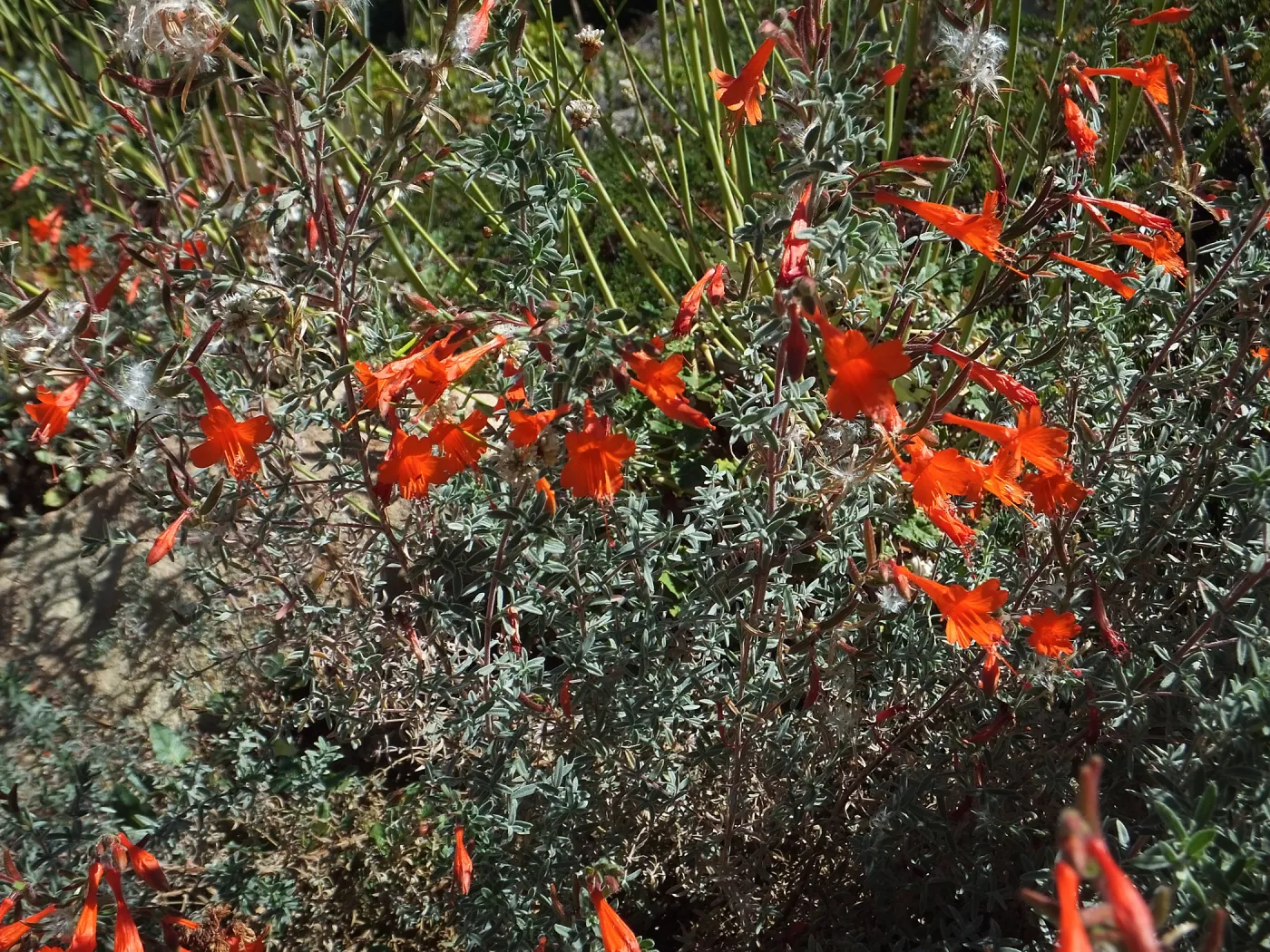 California Fuchsia