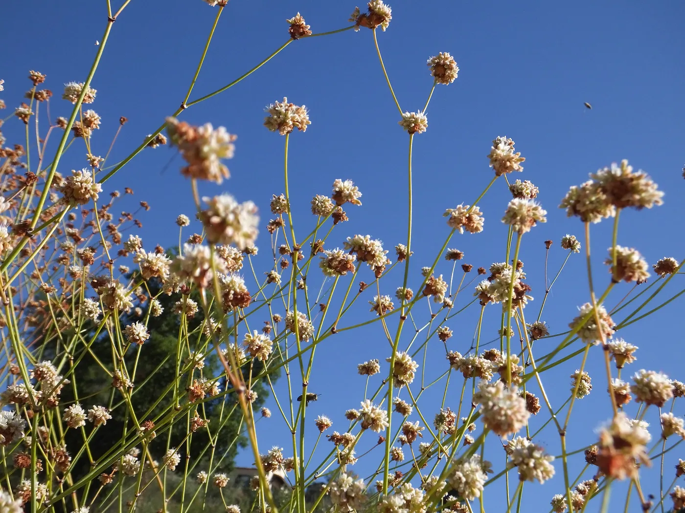 Redflower Buckwheat