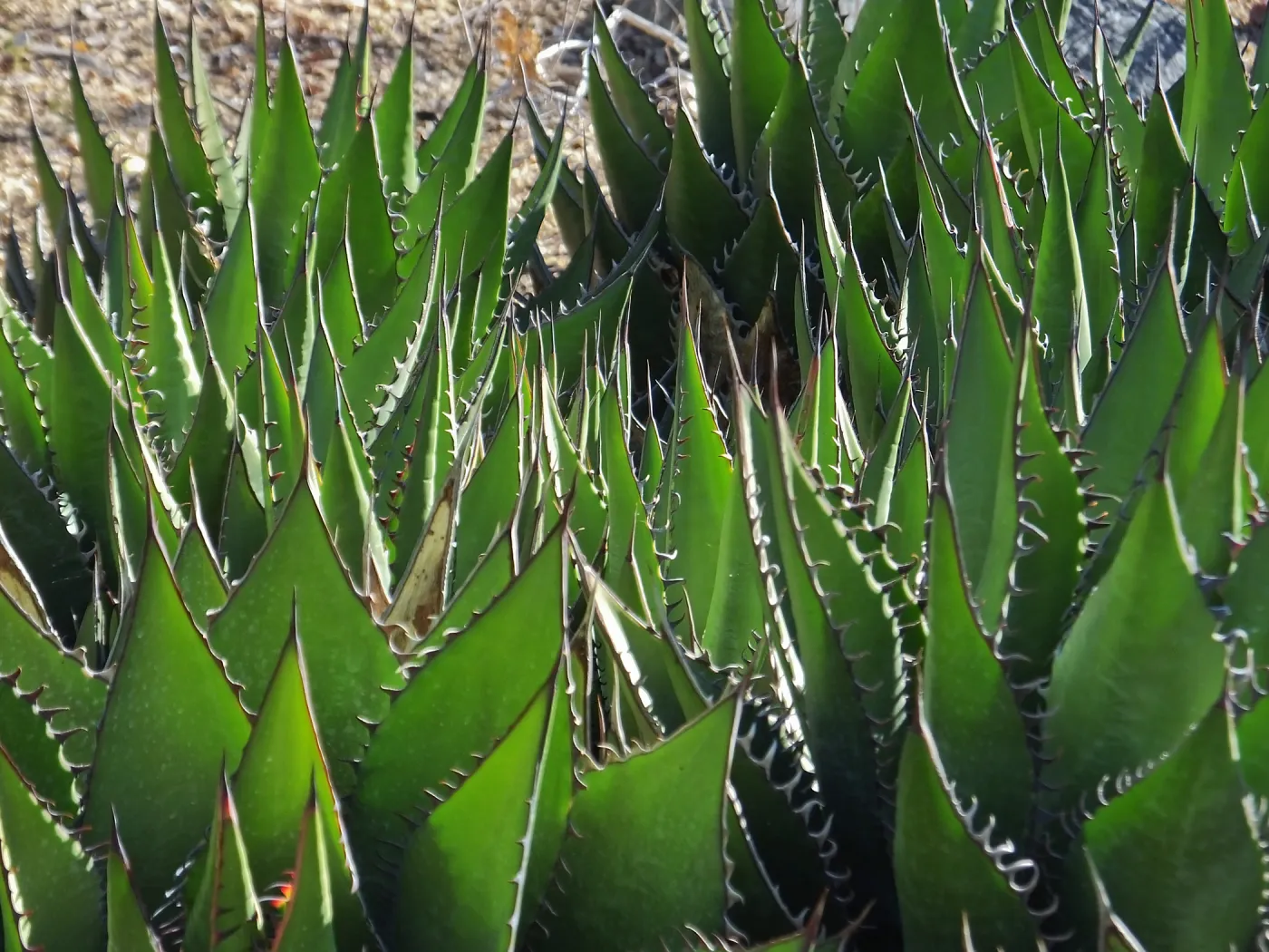 Shaw's Agave