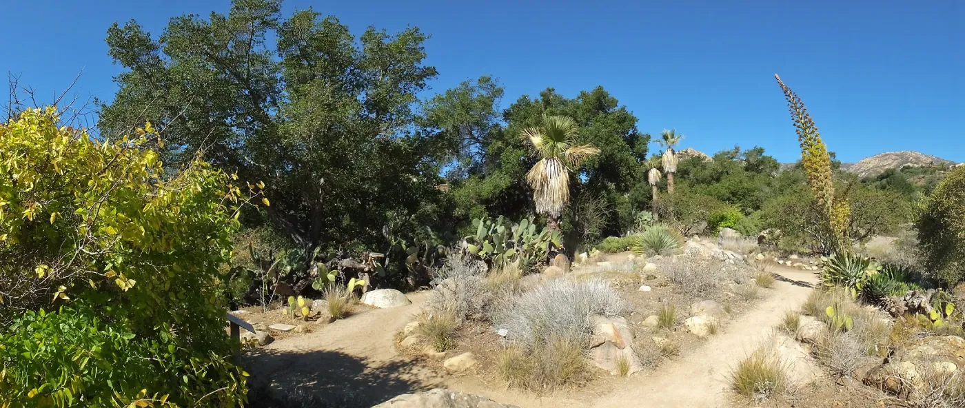 Desert Section