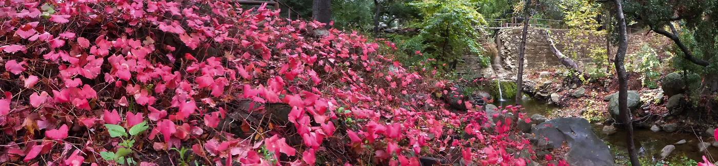 Rogers California Grape below Mission Dam
