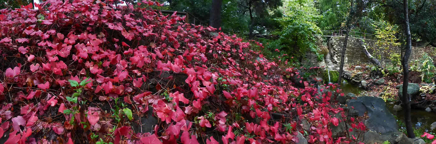 Rogers California Grape below Mission Dam
