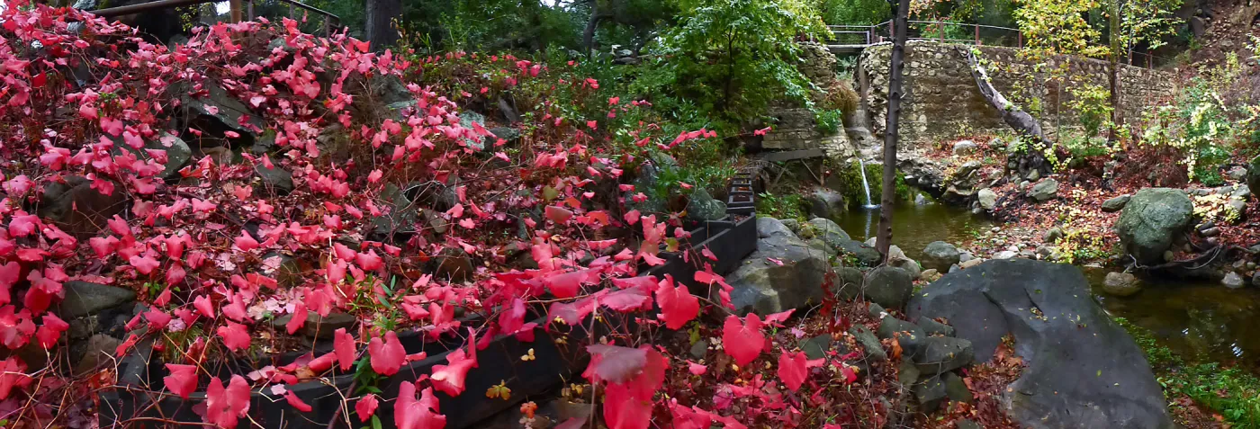 Rogers California Grape below Mission Dam