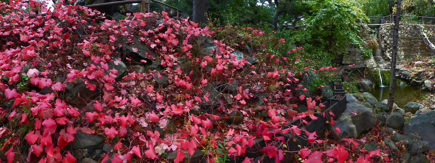 Rogers California Grape below Mission Dam