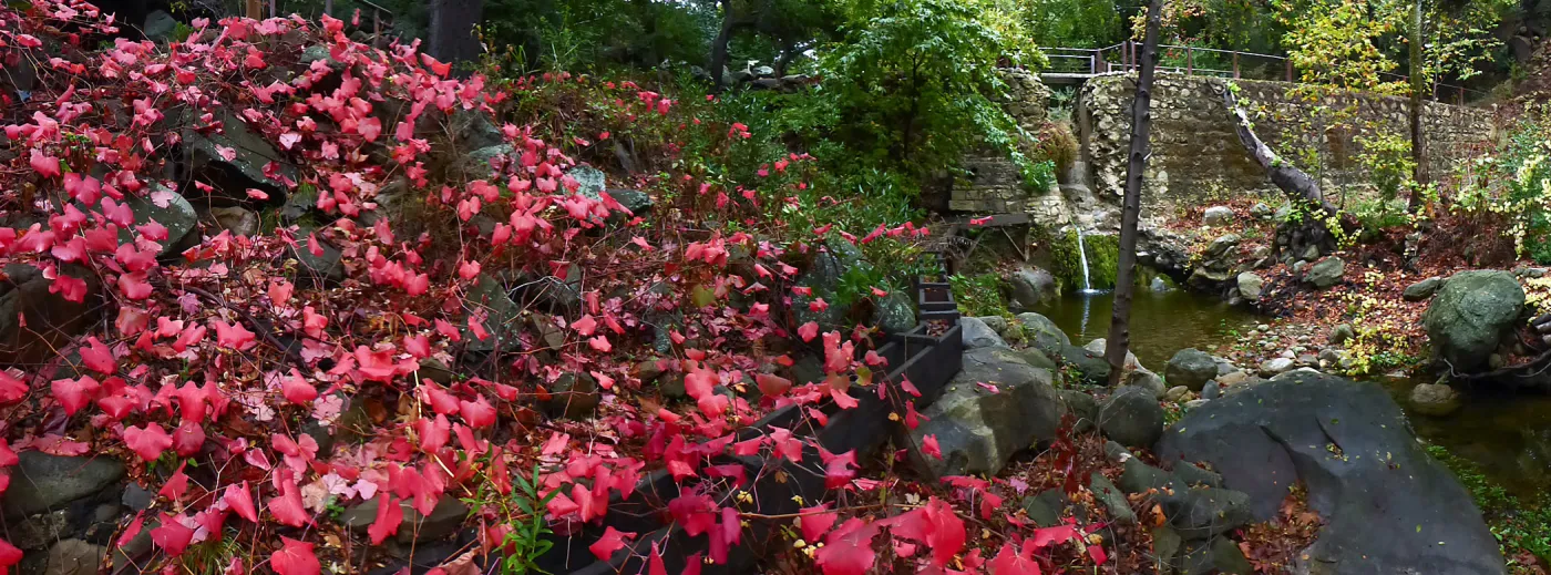 Rogers California Grape below Mission Dam