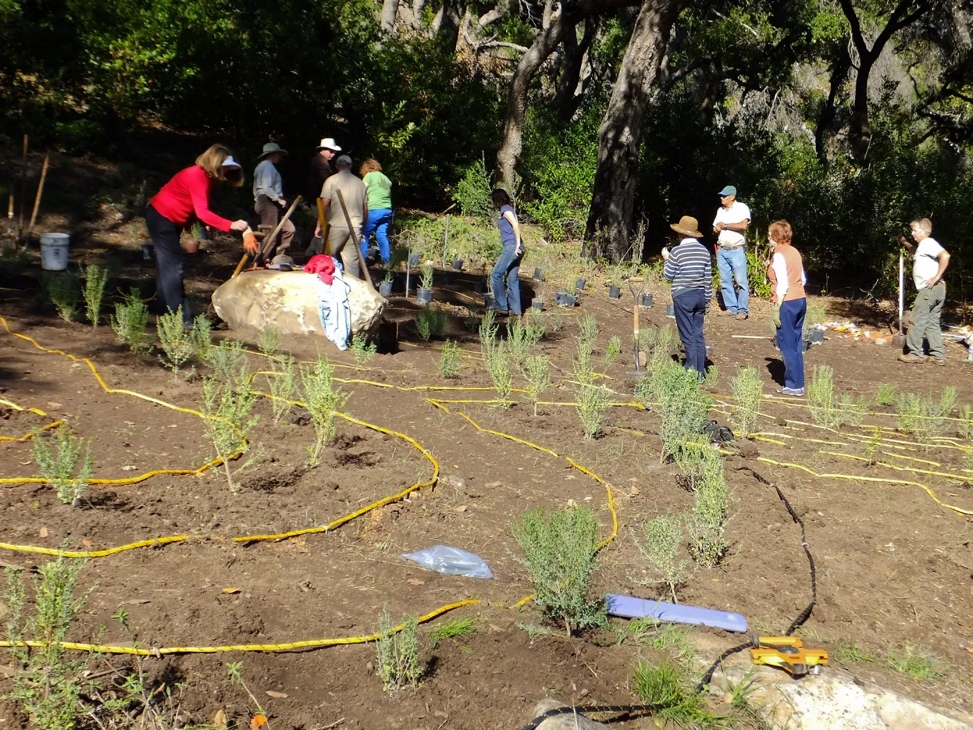 Centennial Maze Planting