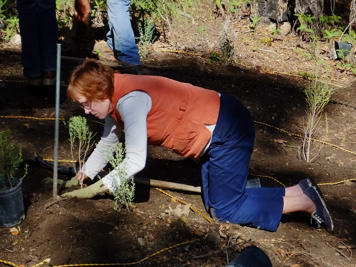 Centennial Maze Planting