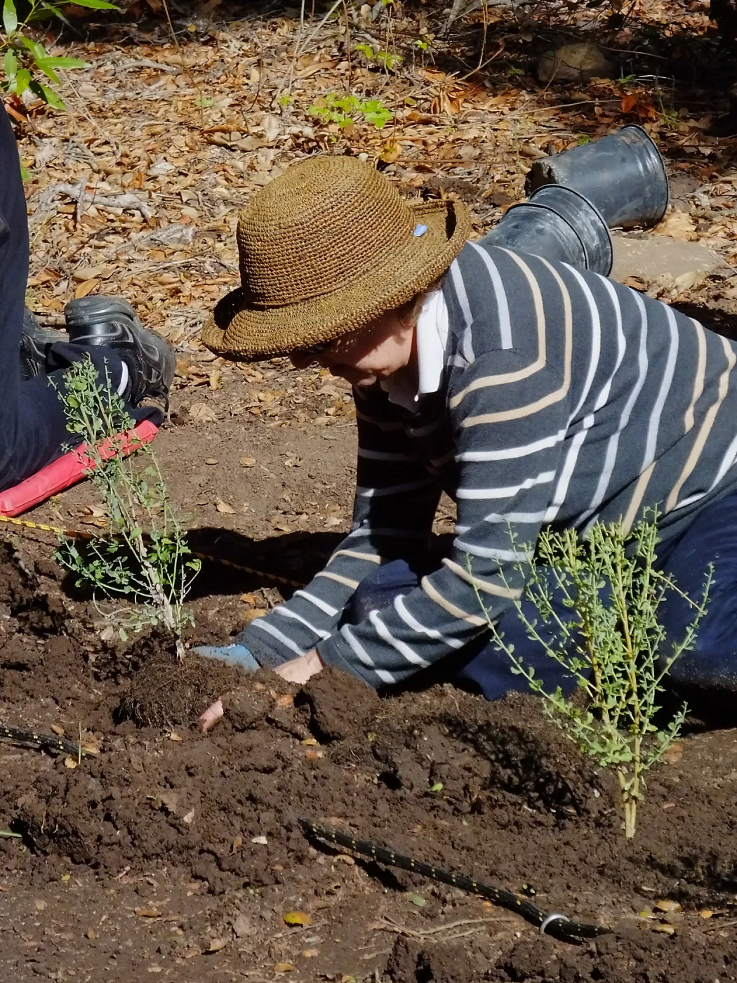 Centennial Maze Planting