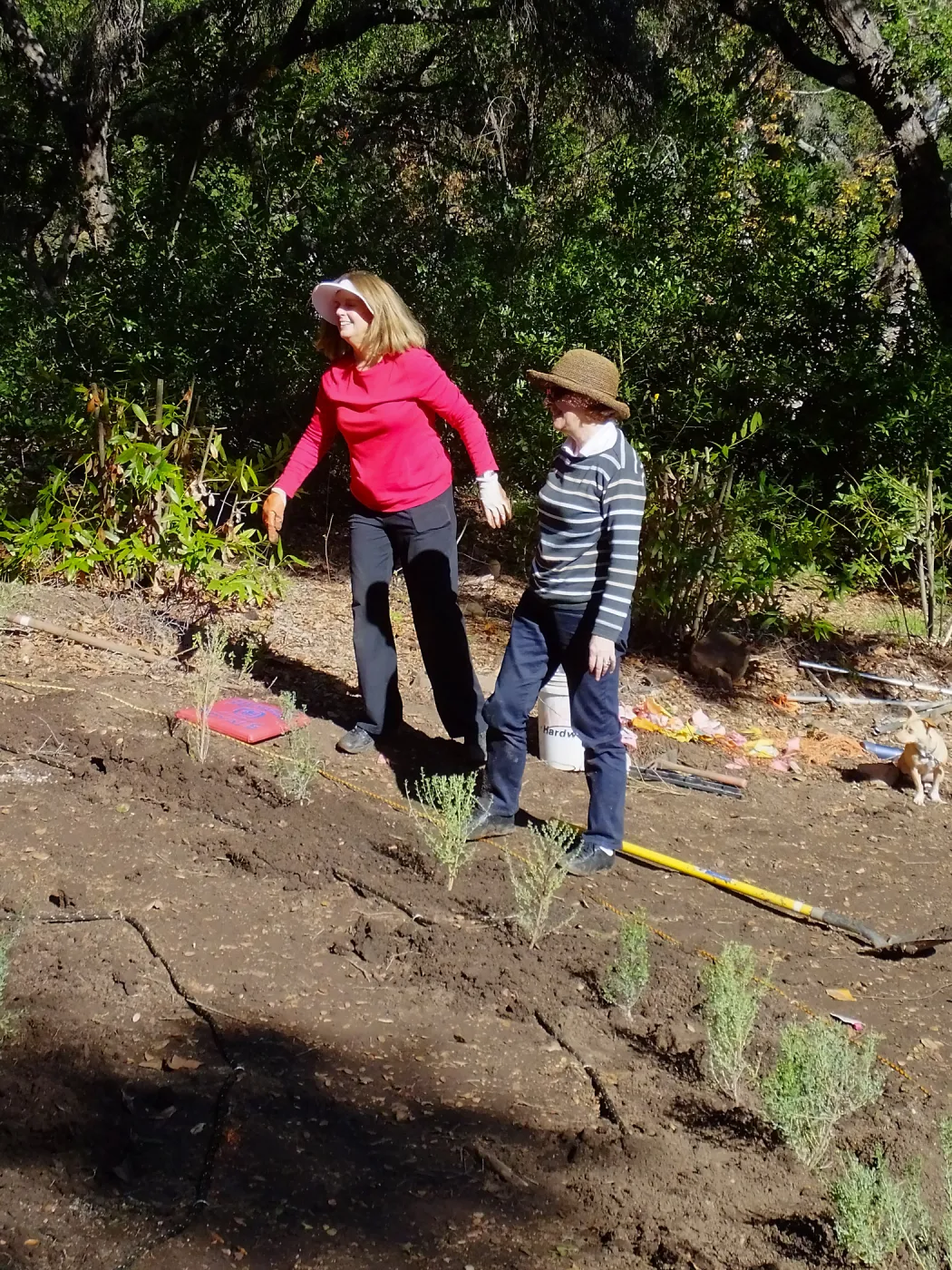 Centennial Maze Planting