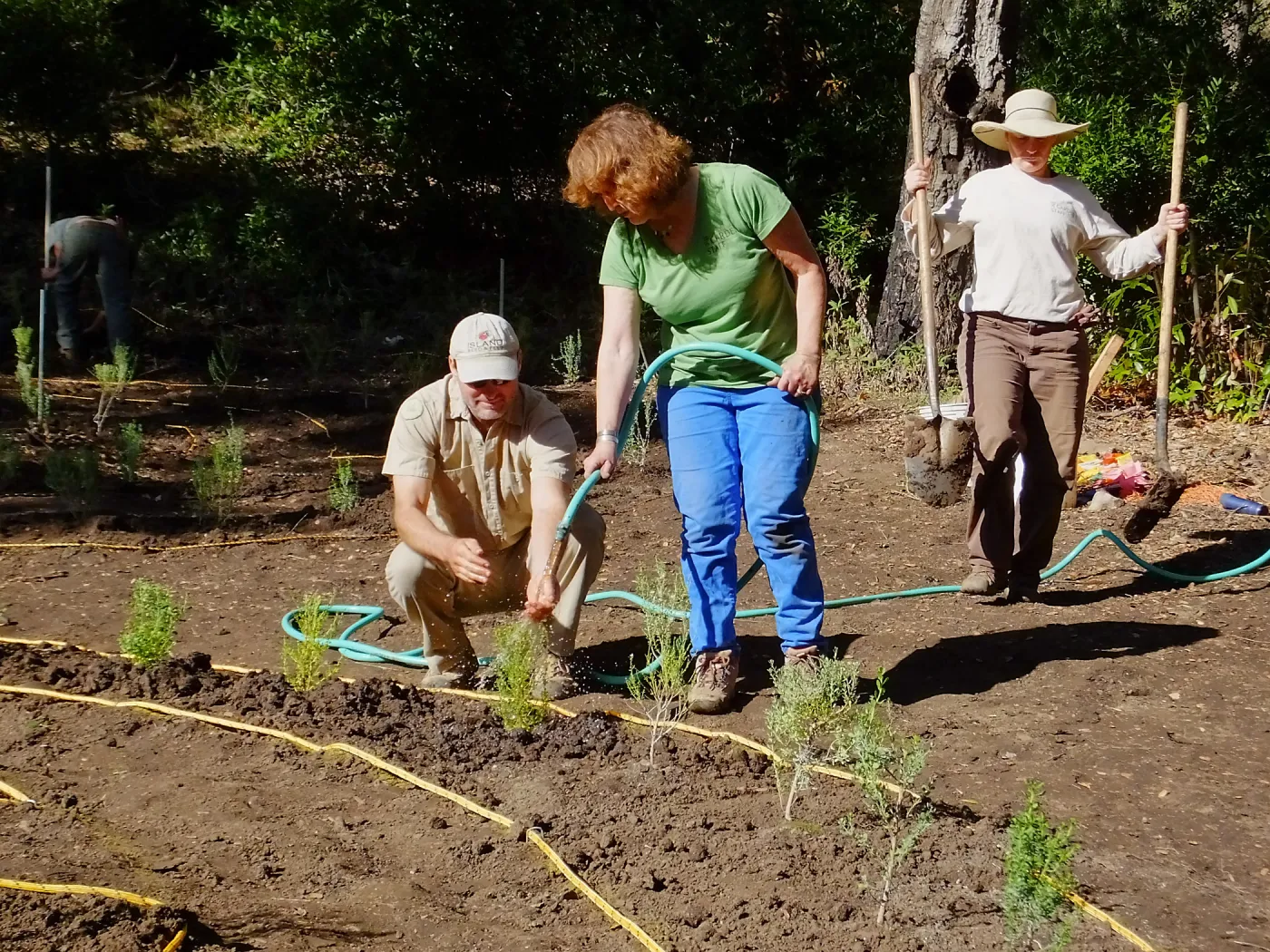 Centennial Maze Planting