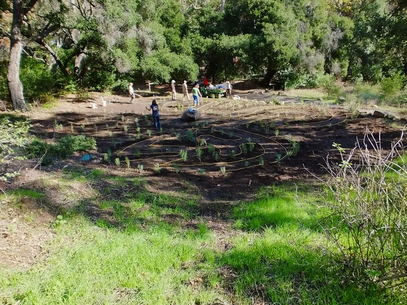 Centennial Maze Planting