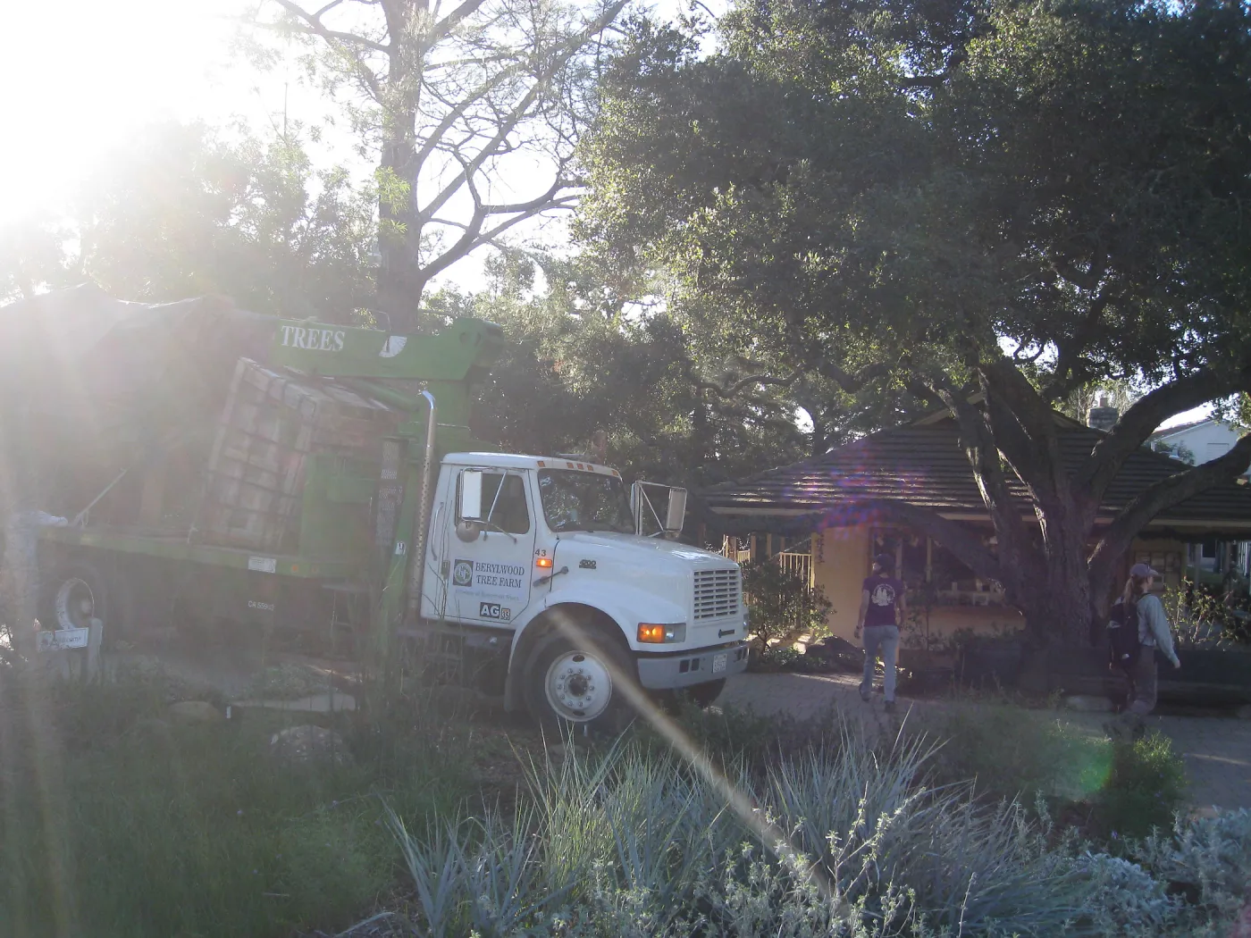 2012 Meadow Oaks Planting, Berylwood Tree Farms