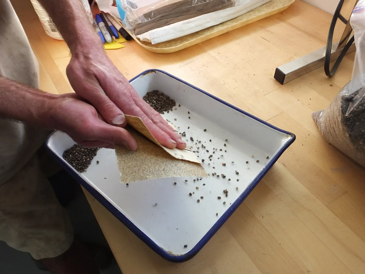 Meadow Restoration year 2, scarifying lupine seeds