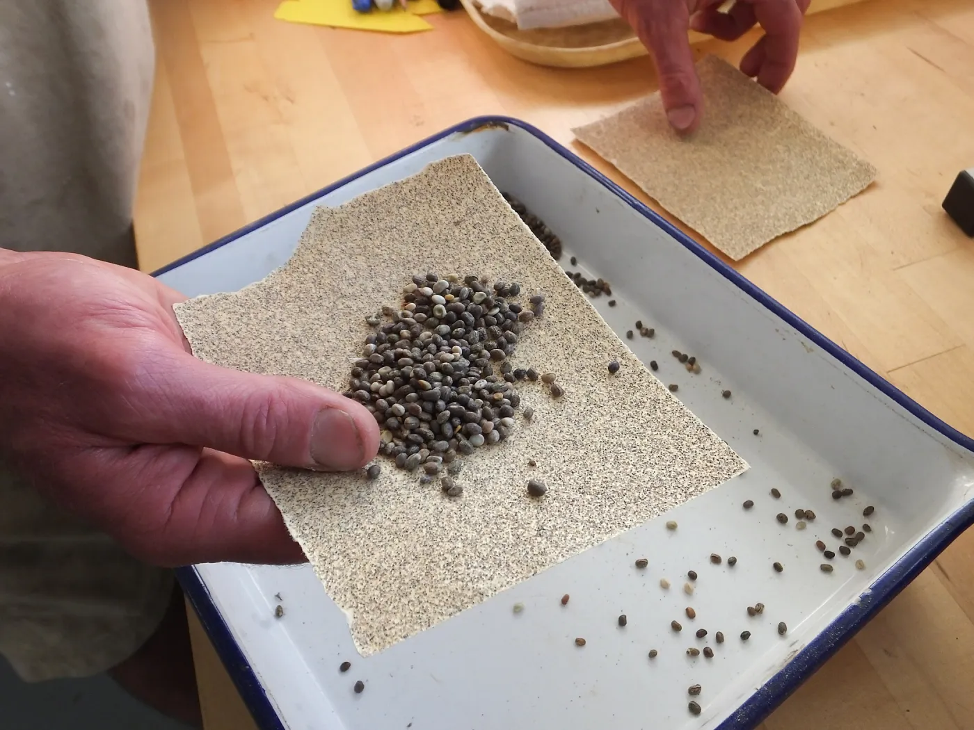 Meadow Restoration year 2, scarifying lupine seeds