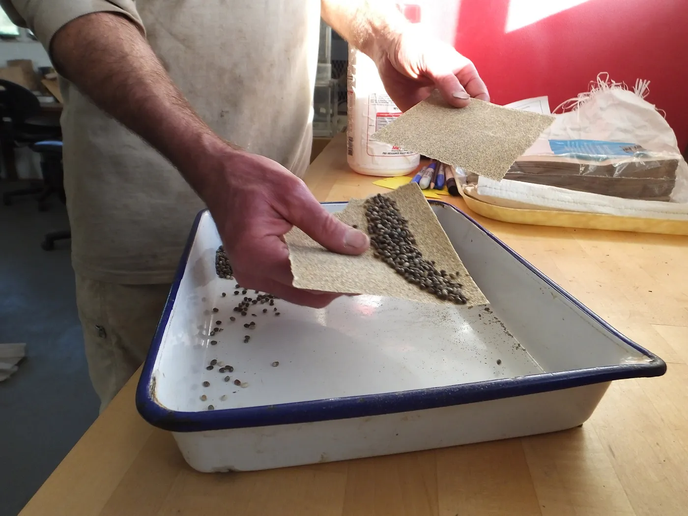 Meadow Restoration year 2, scarifying lupine seeds (sequence frame)