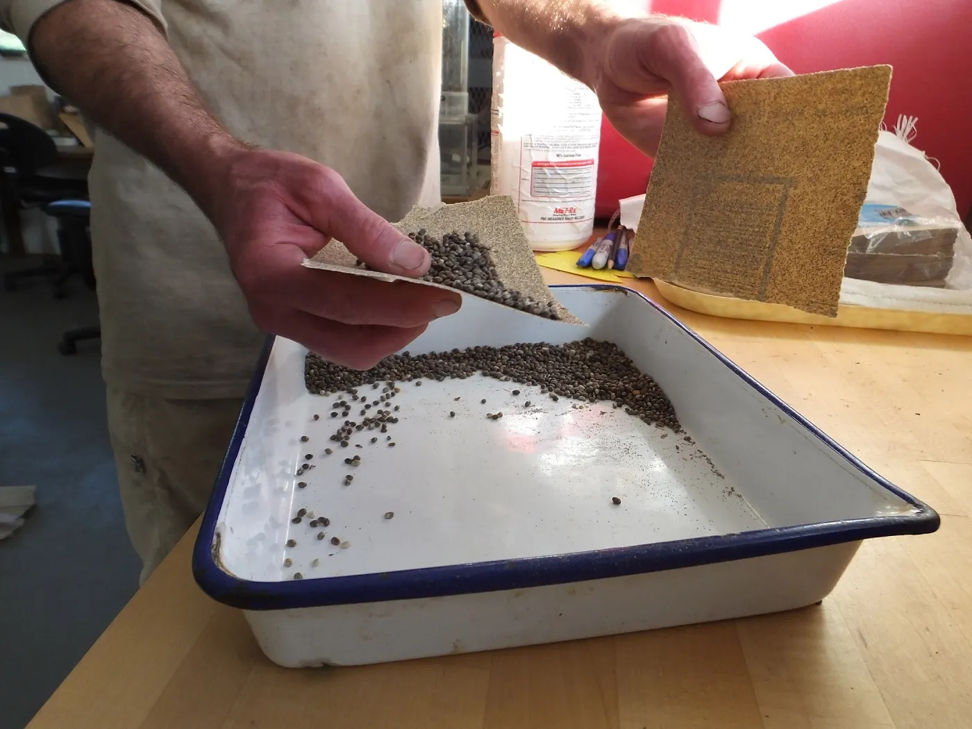 Meadow Restoration year 2, scarifying lupine seeds (sequence frame)