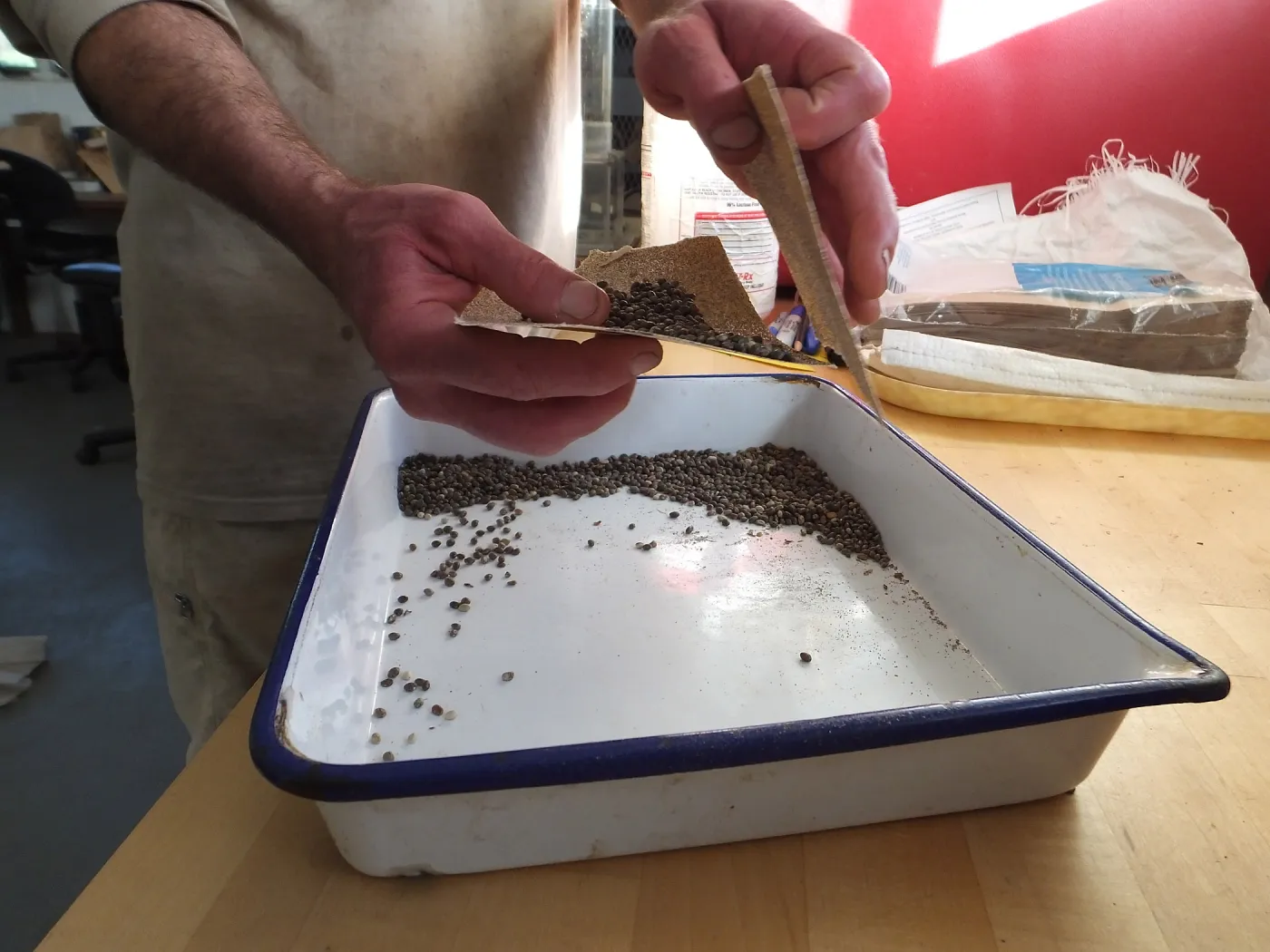 Meadow Restoration year 2, scarifying lupine seeds (sequence frame)