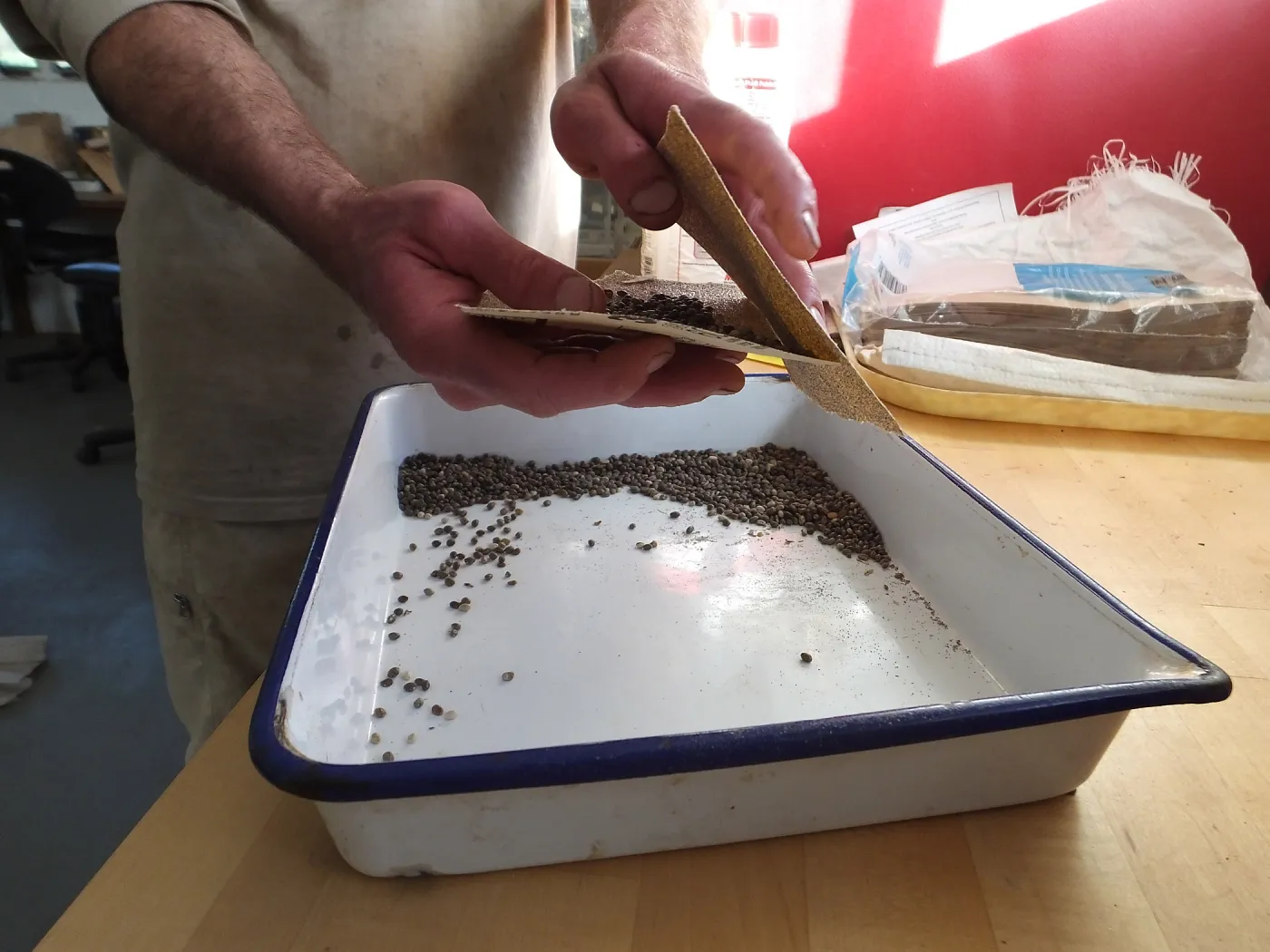 Meadow Restoration year 2, scarifying lupine seeds (sequence frame)
