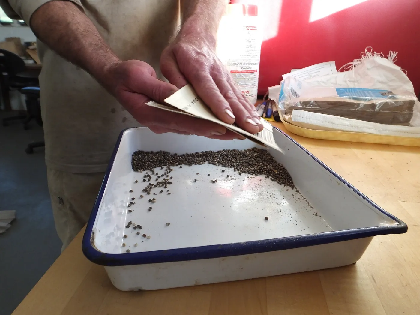 Meadow Restoration year 2, scarifying lupine seeds (sequence frame)
