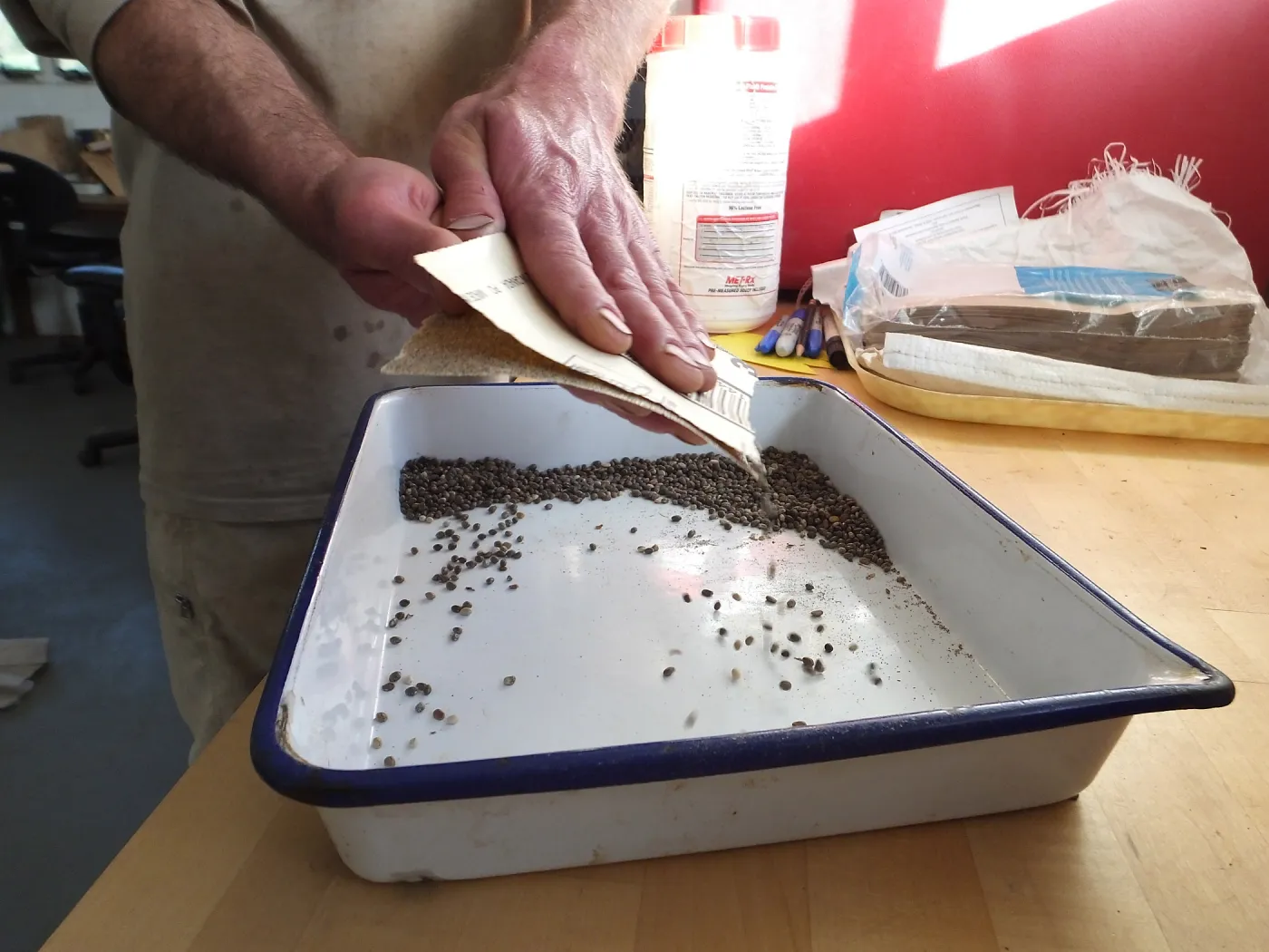 Meadow Restoration year 2, scarifying lupine seeds (sequence frame)