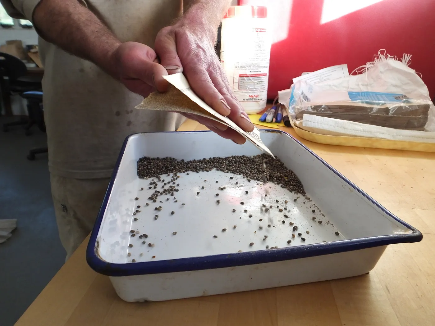 Meadow Restoration year 2, scarifying lupine seeds (sequence frame)