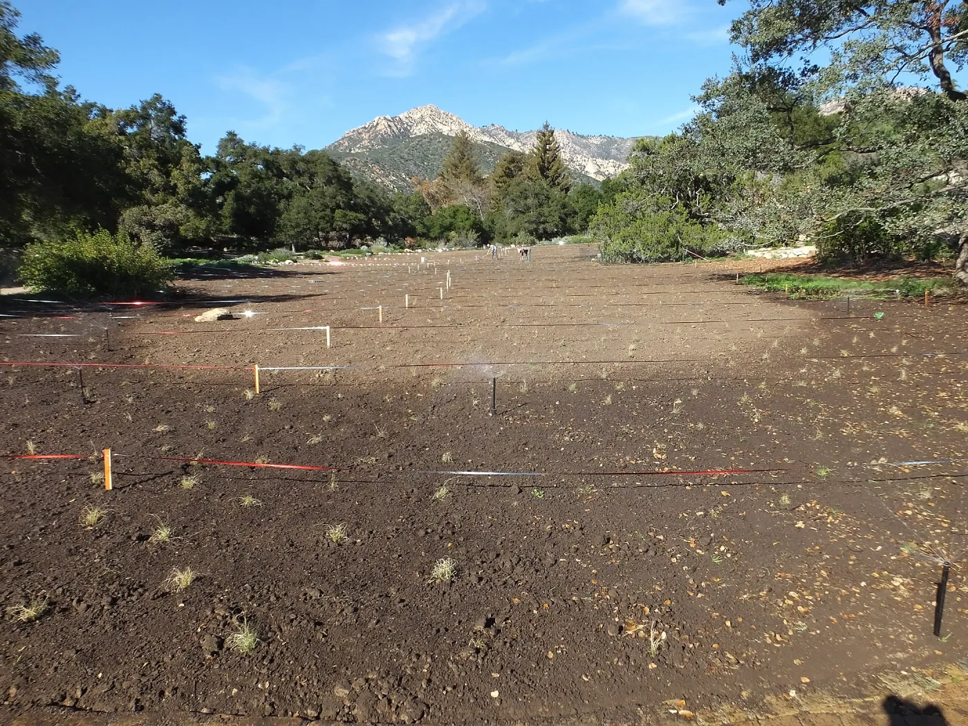 Meadow Restoration Project, Year 2, Wildflower Seed Sowing and Raking in Lupine Seed