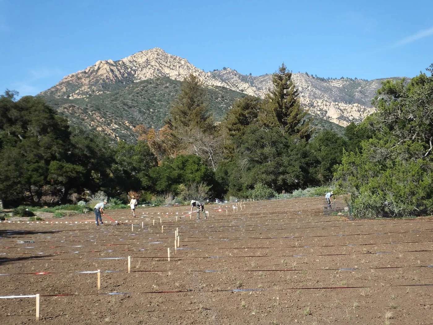 Meadow Restoration Project, Year 2, Wildflower Seed Sowing and Raking in Lupine Seed