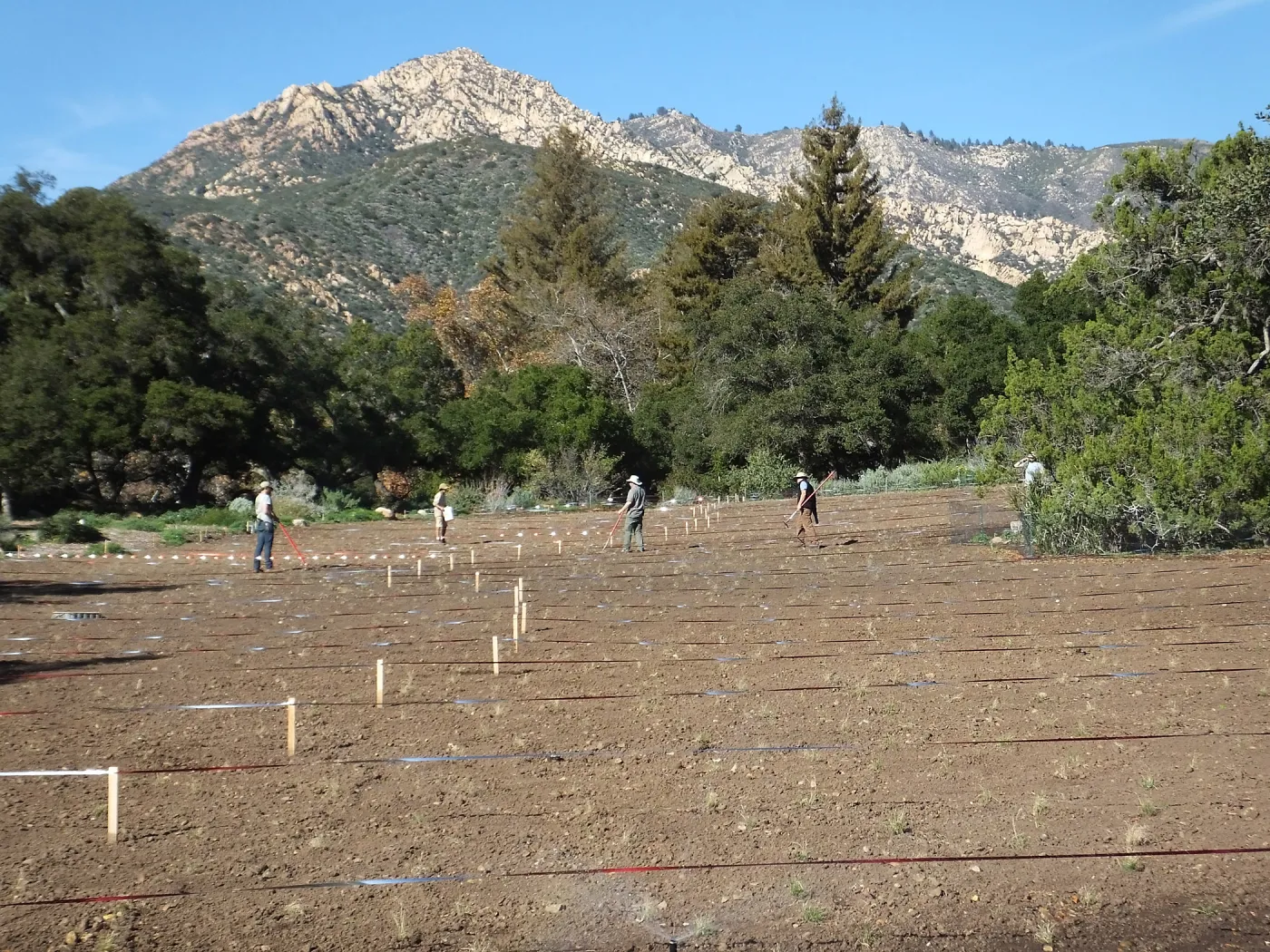 Meadow Restoration Project, Year 2, Wildflower Seed Sowing and Raking in Lupine Seed