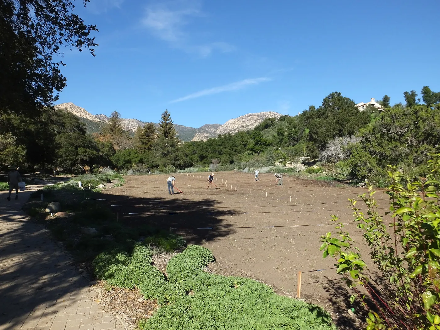 Meadow Restoration Project, Year 2, Raking in Lupine Seed