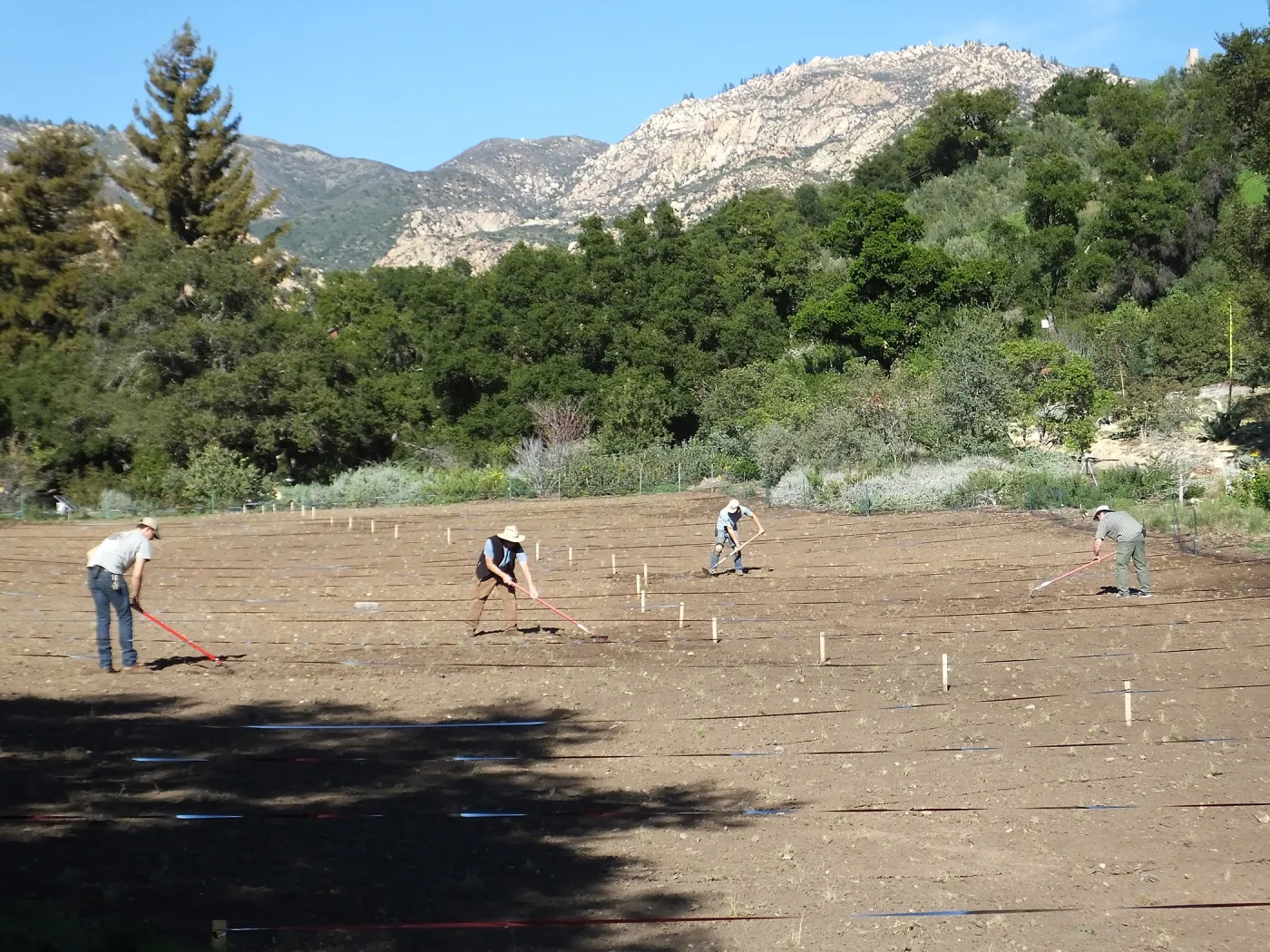 Meadow Restoration Project, Year 2, Raking in Lupine Seed